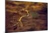 Cheetah Running-null-Mounted Photographic Print