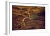 Cheetah Running-null-Framed Photographic Print