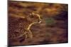 Cheetah Running-null-Mounted Photographic Print