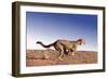 Cheetah Running-null-Framed Photographic Print