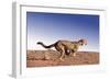 Cheetah Running-null-Framed Photographic Print