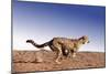 Cheetah Running-null-Mounted Photographic Print