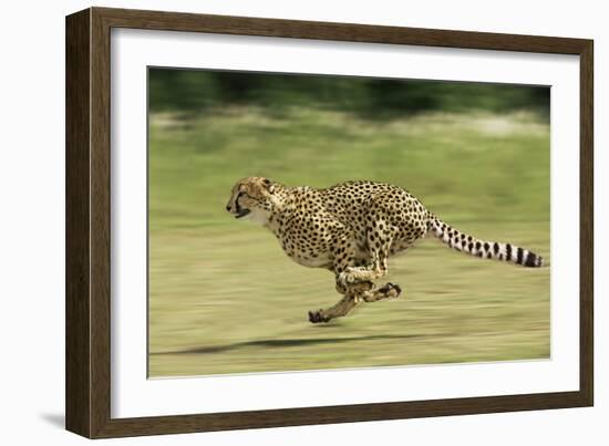 Cheetah Running-null-Framed Photographic Print