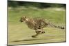 Cheetah Running-null-Mounted Photographic Print