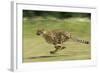 Cheetah Running-null-Framed Photographic Print