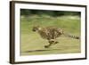 Cheetah Running-null-Framed Photographic Print