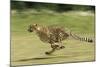 Cheetah Running-null-Mounted Photographic Print