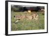 Cheetah Running-null-Framed Photographic Print