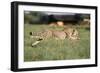 Cheetah Running-null-Framed Photographic Print