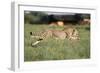 Cheetah Running-null-Framed Photographic Print