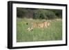 Cheetah Running-null-Framed Photographic Print