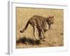 Cheetah Running-null-Framed Photographic Print