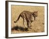 Cheetah Running-null-Framed Photographic Print