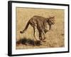 Cheetah Running-null-Framed Photographic Print