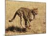 Cheetah Running-null-Mounted Photographic Print