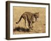 Cheetah Running-null-Framed Photographic Print