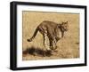 Cheetah Running-null-Framed Photographic Print