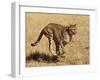 Cheetah Running-null-Framed Photographic Print