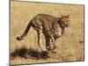 Cheetah Running-null-Mounted Photographic Print