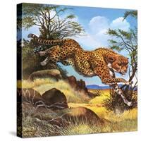 Cheetah Running-G. W Backhouse-Stretched Canvas