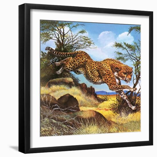 Cheetah Running-G. W Backhouse-Framed Giclee Print