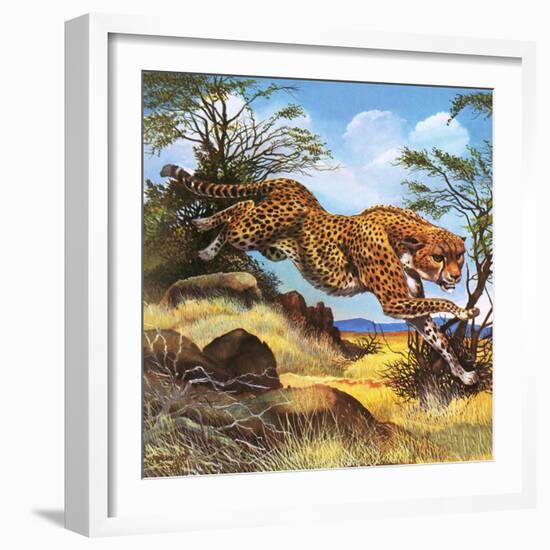 Cheetah Running-G. W Backhouse-Framed Giclee Print