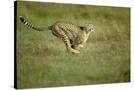 Stretched Canvas