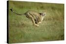 Stretched Canvas