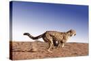 Stretched Canvas