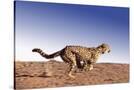 Stretched Canvas