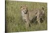 Cheetah, Serengeti National Park, Tanzania, Africa-Adam Jones-Stretched Canvas