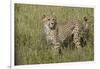 Cheetah, Serengeti National Park, Tanzania, Africa-Adam Jones-Framed Photographic Print