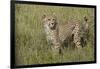 Cheetah, Serengeti National Park, Tanzania, Africa-Adam Jones-Framed Photographic Print