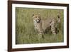 Cheetah, Serengeti National Park, Tanzania, Africa-Adam Jones-Framed Photographic Print