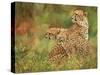 Cheetah Siblings-David Stribbling-Stretched Canvas