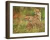 Cheetah Siblings-David Stribbling-Framed Art Print