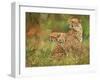 Cheetah Siblings-David Stribbling-Framed Art Print