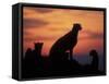 Cheetah Silhouetted By Sunset, Masai Mara Game Reserve, Kenya-Paul Souders-Framed Stretched Canvas