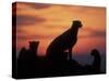 Cheetah Silhouetted By Sunset, Masai Mara Game Reserve, Kenya-Paul Souders-Stretched Canvas