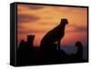 Cheetah Silhouetted By Sunset, Masai Mara Game Reserve, Kenya-Paul Souders-Framed Stretched Canvas