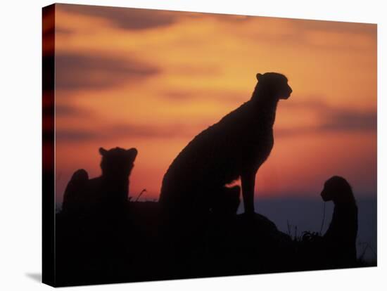 Cheetah Silhouetted By Sunset, Masai Mara Game Reserve, Kenya-Paul Souders-Stretched Canvas