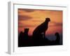 Cheetah Silhouetted By Sunset, Masai Mara Game Reserve, Kenya-Paul Souders-Framed Photographic Print