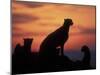 Cheetah Silhouetted By Sunset, Masai Mara Game Reserve, Kenya-Paul Souders-Mounted Photographic Print