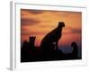 Cheetah Silhouetted By Sunset, Masai Mara Game Reserve, Kenya-Paul Souders-Framed Photographic Print