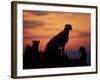 Cheetah Silhouetted By Sunset, Masai Mara Game Reserve, Kenya-Paul Souders-Framed Photographic Print