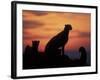 Cheetah Silhouetted By Sunset, Masai Mara Game Reserve, Kenya-Paul Souders-Framed Photographic Print