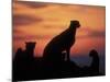 Cheetah Silhouetted By Sunset, Masai Mara Game Reserve, Kenya-Paul Souders-Mounted Photographic Print