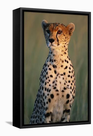 Cheetah Sitting in Grass-Paul Souders-Framed Stretched Canvas