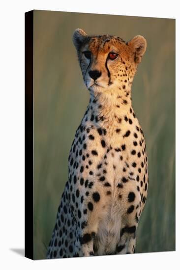 Cheetah Sitting in Grass-Paul Souders-Stretched Canvas