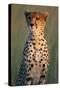 Cheetah Sitting in Grass-Paul Souders-Stretched Canvas